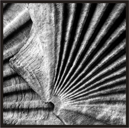 ASP005A Wall Décor art on acrylic PVC sea shells